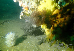 Veretillidae
