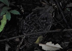 Rhinella diptycha