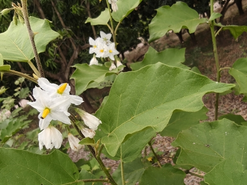 Solanum ferrugineum, photograph 5