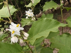 Solanum ferrugineum, photograph author not stated, no rights reserved