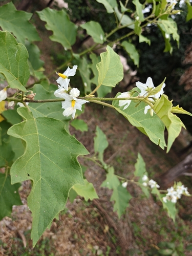 Solanum ferrugineum, photograph 6