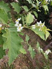 Solanum ferrugineum, photograph author not stated, no rights reserved
