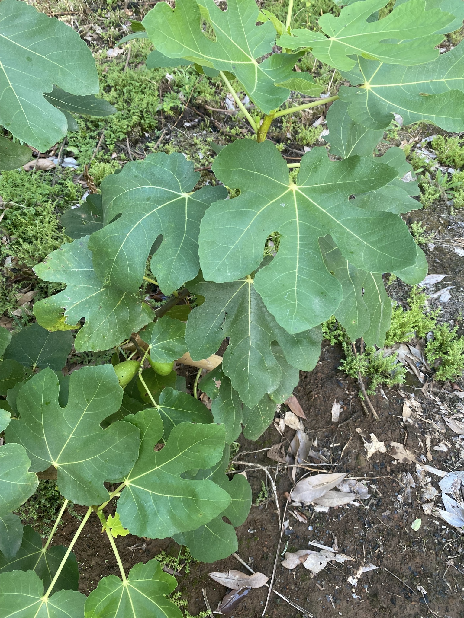 Ficus carica