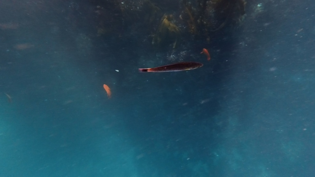 Señorita (Oxyjulis californica) — Labridae