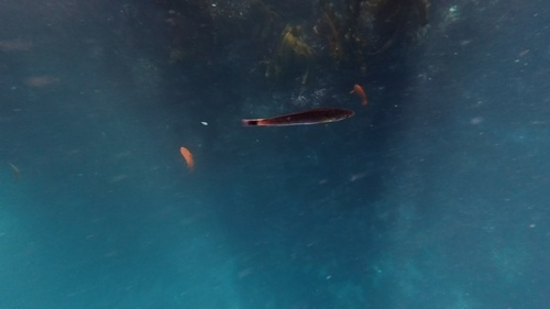 Señorita (Oxyjulis californica) — Labridae
