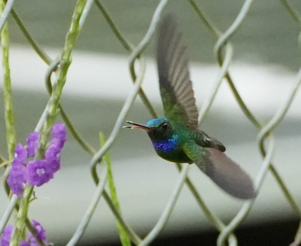 Charming Hummingbird (Polyerata decora), photo 3