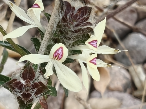 hairy fournwort (Tetramerium nervosum)