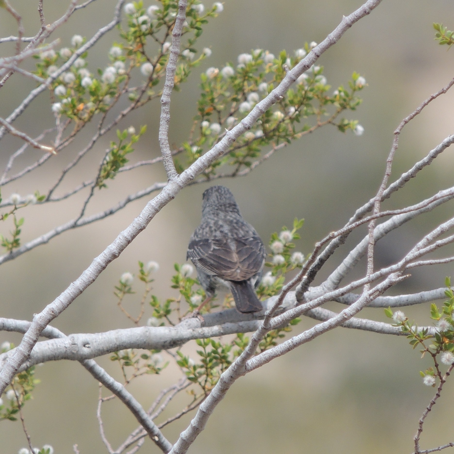 Mourning Sierra Finch (Rhopospina fruticeti), photo 1