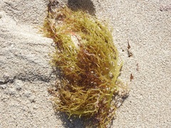Gracilariaceae