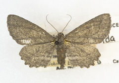 Aethaloida packardaria