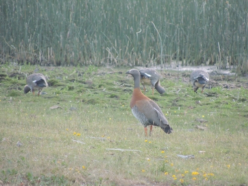 Ashy-headed Goose (Chloephaga poliocephala), photo 4