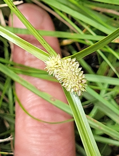 Cyperus sesquiflorus observed 2026-01-07