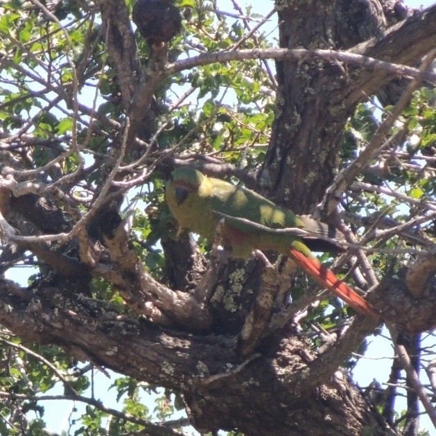 Austral Parakeet (Enicognathus ferrugineus), photo 3