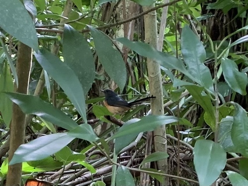 White-rumped Shama (Copsychus malabaricus), photo 5