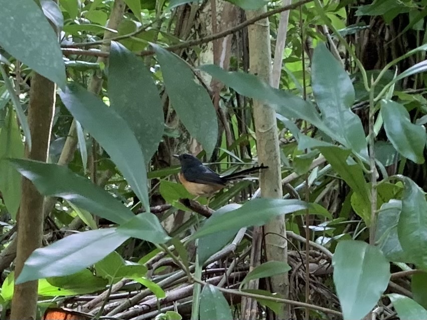 White-rumped Shama (Copsychus malabaricus), photo 5