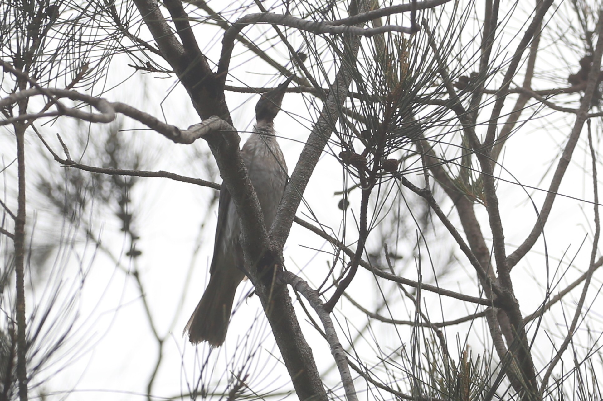 Noisy Friarbird (Philemon corniculatus), photo 3