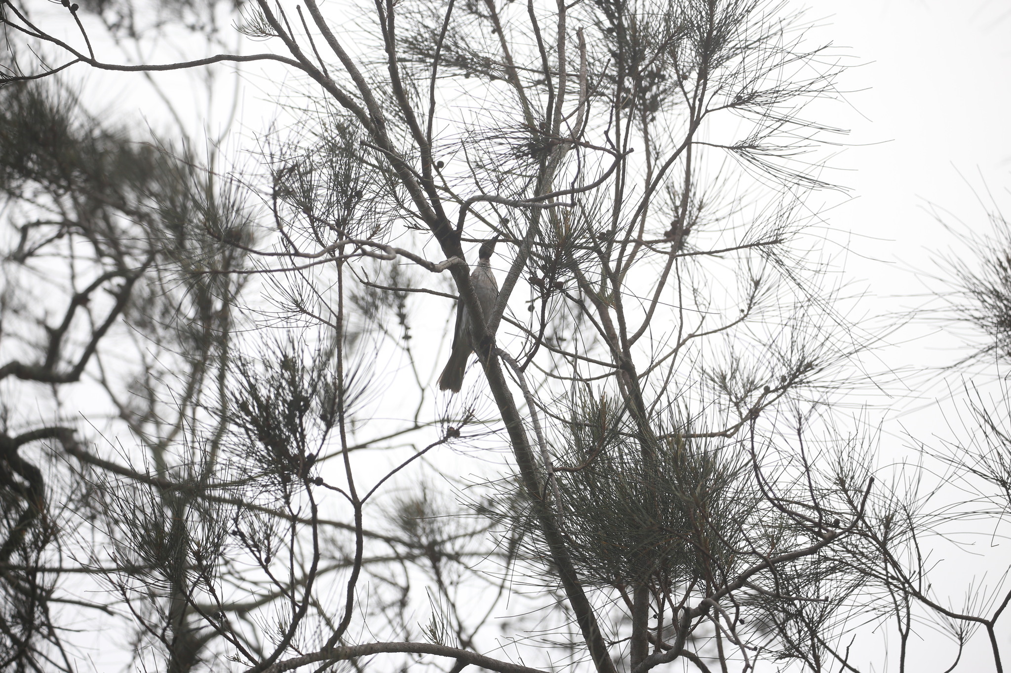 Noisy Friarbird (Philemon corniculatus), photo 4