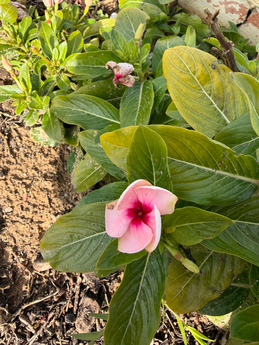 Madagascar Periwinkle