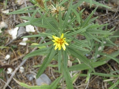 Trixis angustifolia