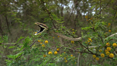 Oxybelis potosiensis