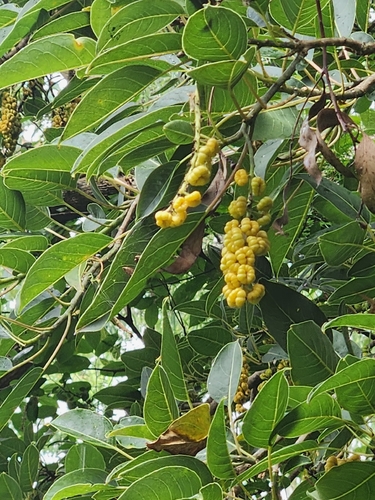 Foto de Umbu