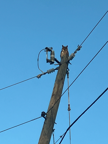 View observation of {o.common_name} on iNaturalist