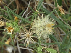 Trixis angustifolia