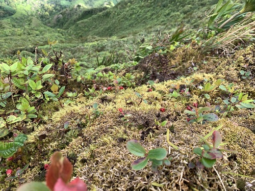 Vaccinium dentatum observed 2026-01-17