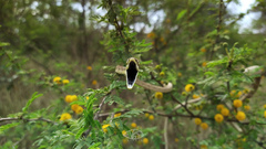 Oxybelis potosiensis