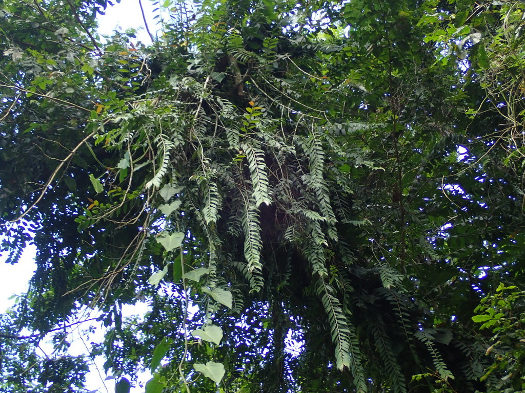 Mature Marcgravia rectiflora hanging pendulous from forest canopy with long lanceolate leaves on woody stems