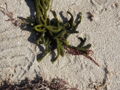Codium isthmocladum