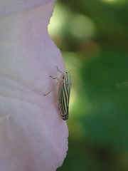 Sibovia