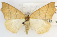Destutia excelsa
