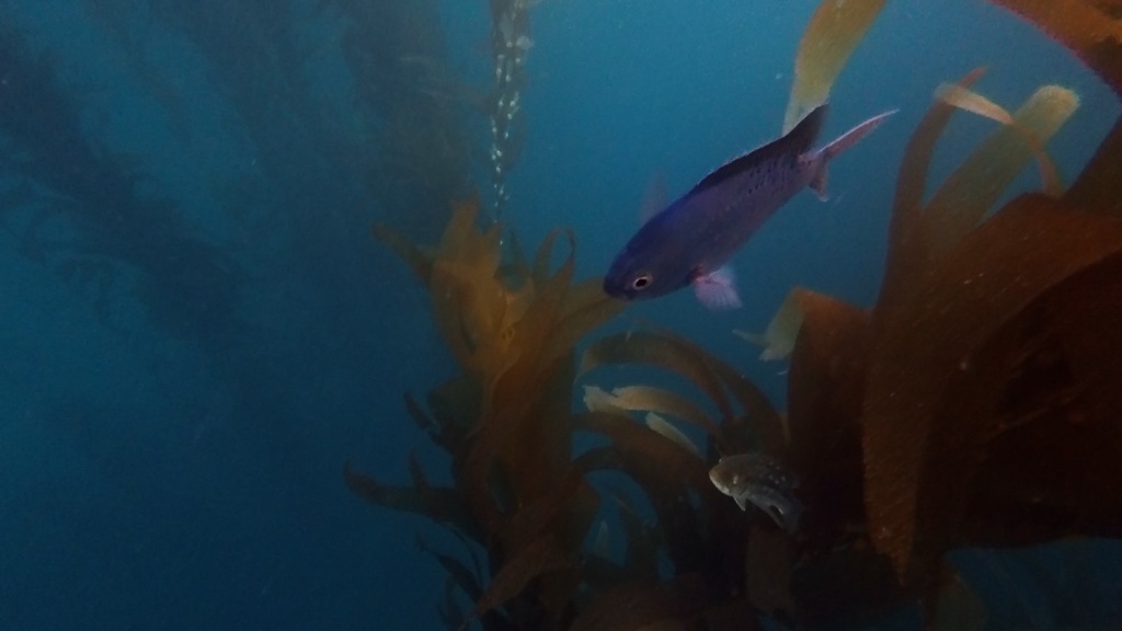 Blacksmith (Chromis punctipinnis) — Pomacentridae