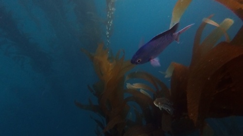 Smeedvis-rifbaars (Chromis punctipinnis) — Pomacentridae