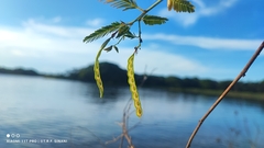 Aeschynomene americana, photograph (c) Thomaz Ricardo Favreto Sinani, some rights reserved (CC BY)