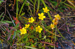 Saxifraga hirculus