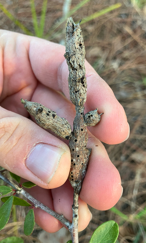 Unknown species found near Concert Dr, Lake Placid, FL, US