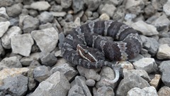 Mexican Moccasin photo 3