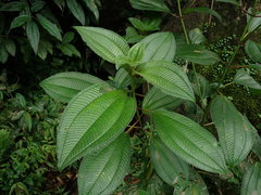 Miconieae
