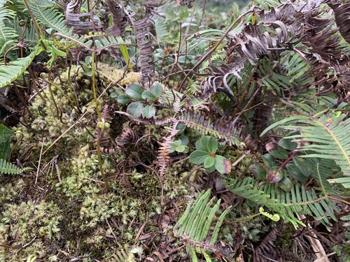 Vaccinium dentatum observed 2026-01-17