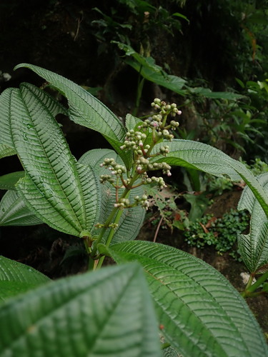 Image of Miconia racemosa by (c) Daniel Cahen, some rights reserved (CC BY)