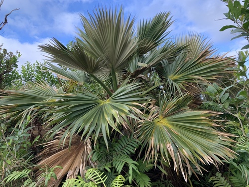 Koʻolau Range pritchardia (Pritchardia martii)