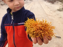 Dufourea flammea