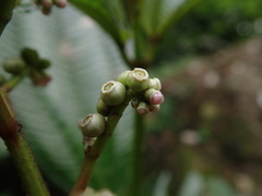 Miconieae