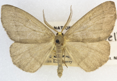 Lambdina pellucidaria