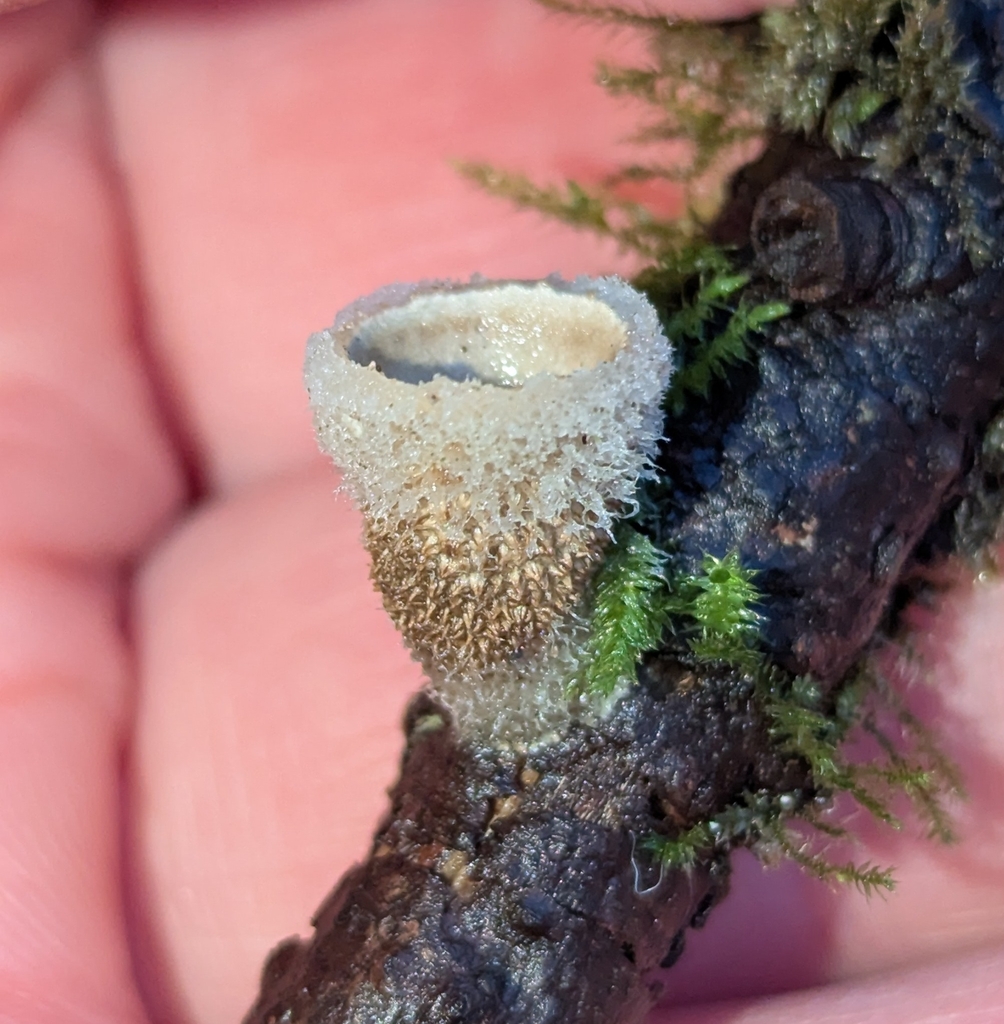 Nidula candida · January 2026 · photo: © benkeen (iNaturalist, cc0)