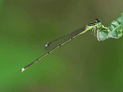 Furtive Forktail photo 5