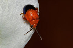 Ciguapanychis cinctus