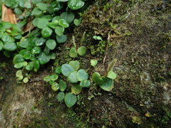 Peperomia serpens